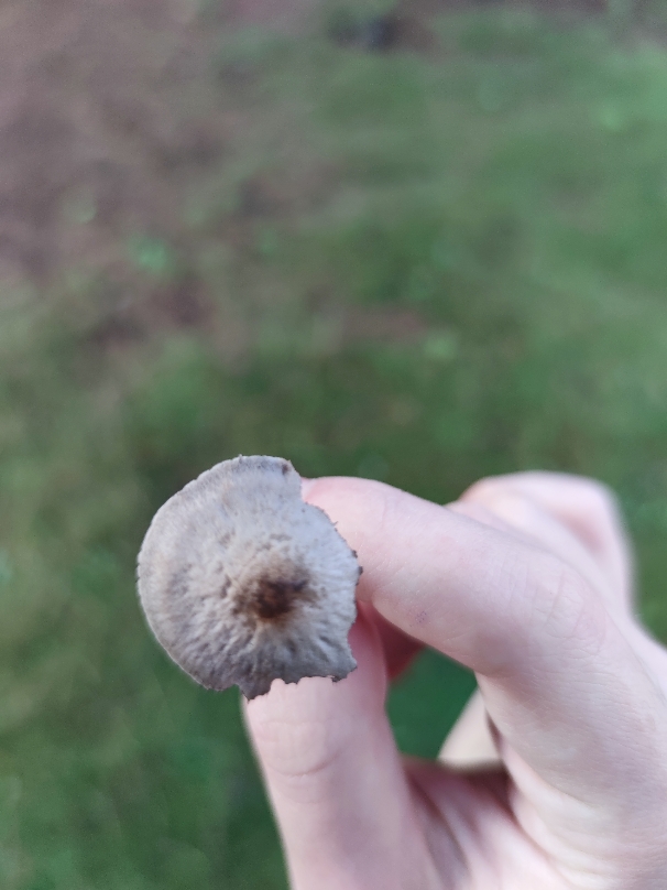 Identificazione di un fungo